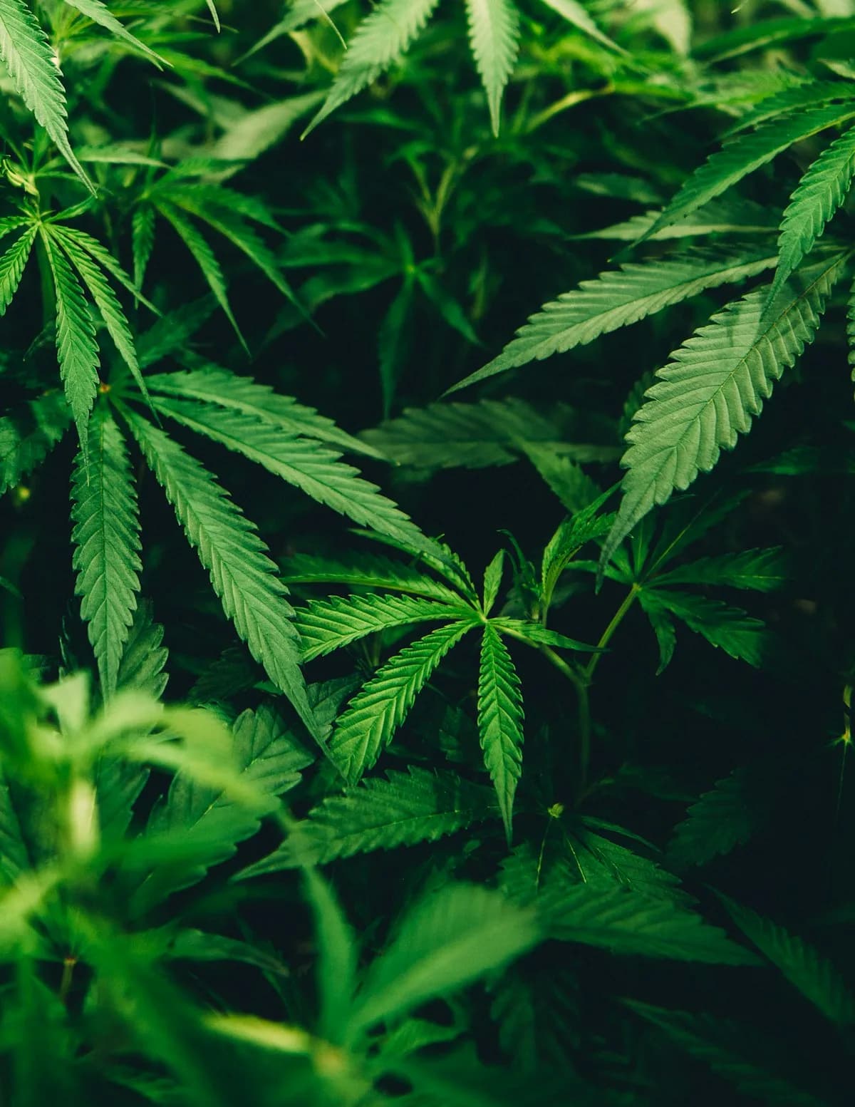 Bhang Leaf Benefits: Vijaya Leaf Compounds, Ayurveda & Evidence