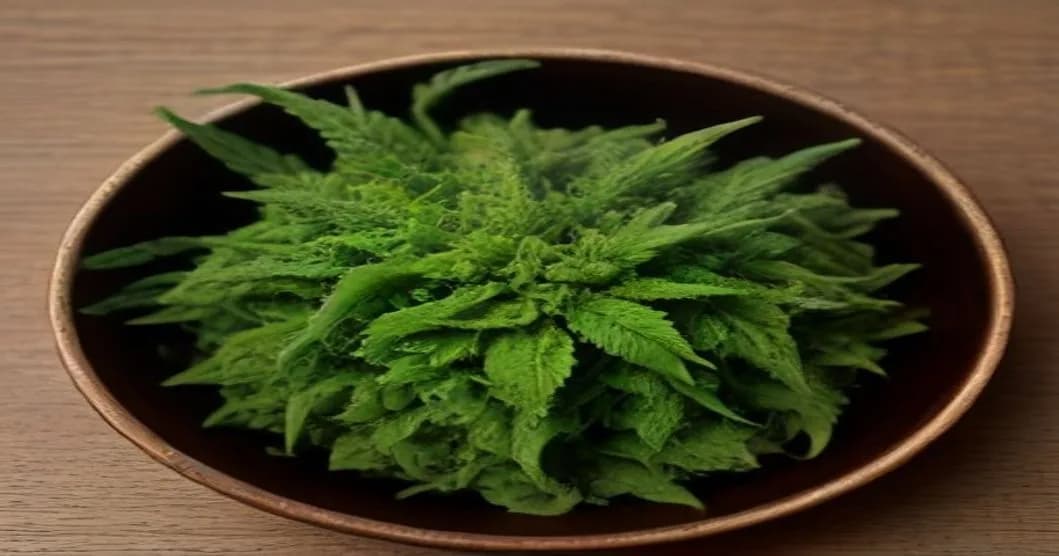 Sativa Plant in India: Complete Science, Ayurvedic & Legal Guide